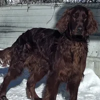 Molly Reduced, a female Irish Setter for sale in Lakewood, WI – Photo 2 of 5