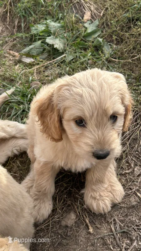 Daisey – Miniature Golden Retriever, Miniature Goldendoodle puppy for sale in Lakewood, WI