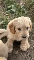Daisey, a female Miniature Golden Retriever and Miniature Goldendoodle for sale in Lakewood, WI – 1 of 4