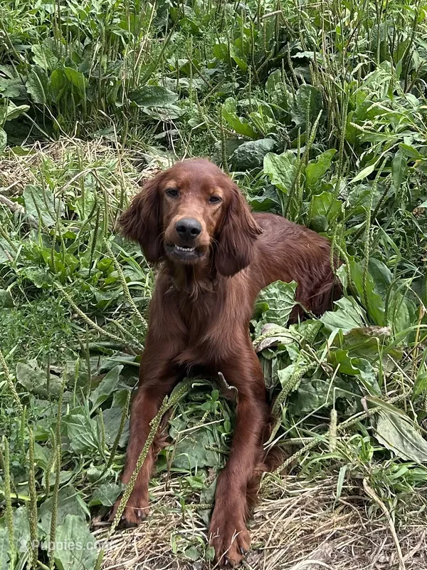1 year old girl  – Irish Setter puppy for sale in Lakewood, WI