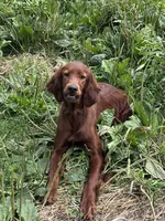 1 year old girl , a female Irish Setter for sale in Lakewood, WI – 1 of 4