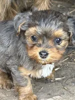 Little stinker, a female Yorkshire Terrier and Morkie for sale in Lakewood, WI – 4 of 7