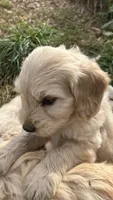 George, a male Miniature Golden Retriever and Miniature Goldendoodle for sale in Lakewood, WI – 1 of 4