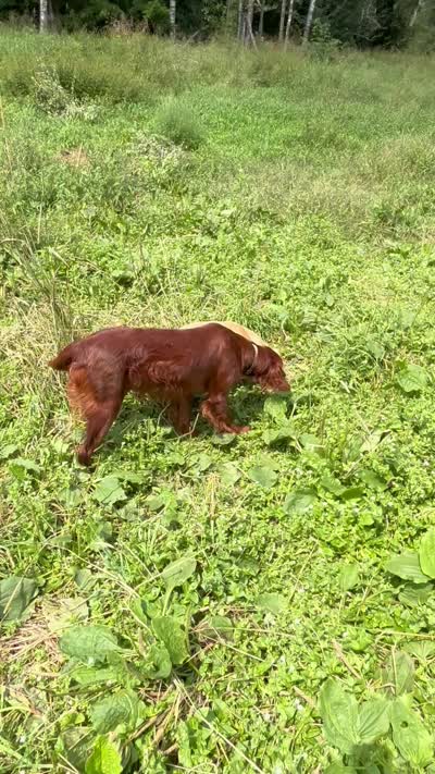 1 year old girl , a female Irish Setter for sale in Lakewood, WI – 4 of 4