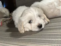 Toy sized boy, a male English Cream Golden Retriever and Miniature Golden Retriever for sale in Lakewood, WI – 3 of 5