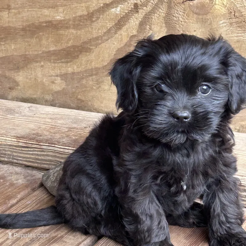 Mamma’s boy – Cavapoo, Cavalier King Charles Spaniel puppy for sale in Lakewood, WI
