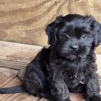 Mamma’s boy, a male Cavapoo and Cavalier King Charles Spaniel for sale in Lakewood, WI – 1 of 4