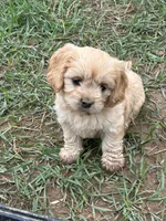 Josie, a female Cavapoo for sale in Lakewood, WI – 2 of 3