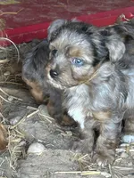 Blue eyed girl, a female Yorkshire Terrier and Morkie for sale in Lakewood, WI – 2 of 5