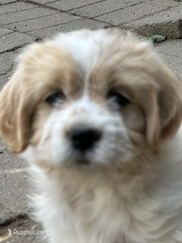 Sweetie  pie – Cavapoo puppy for sale in Lakewood, WI