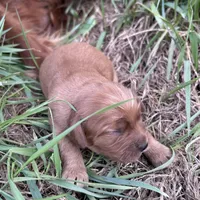 Small girl, a female Golden Retriever and Miniature Golden Retriever for sale in Lakewood, WI – 2 of 4
