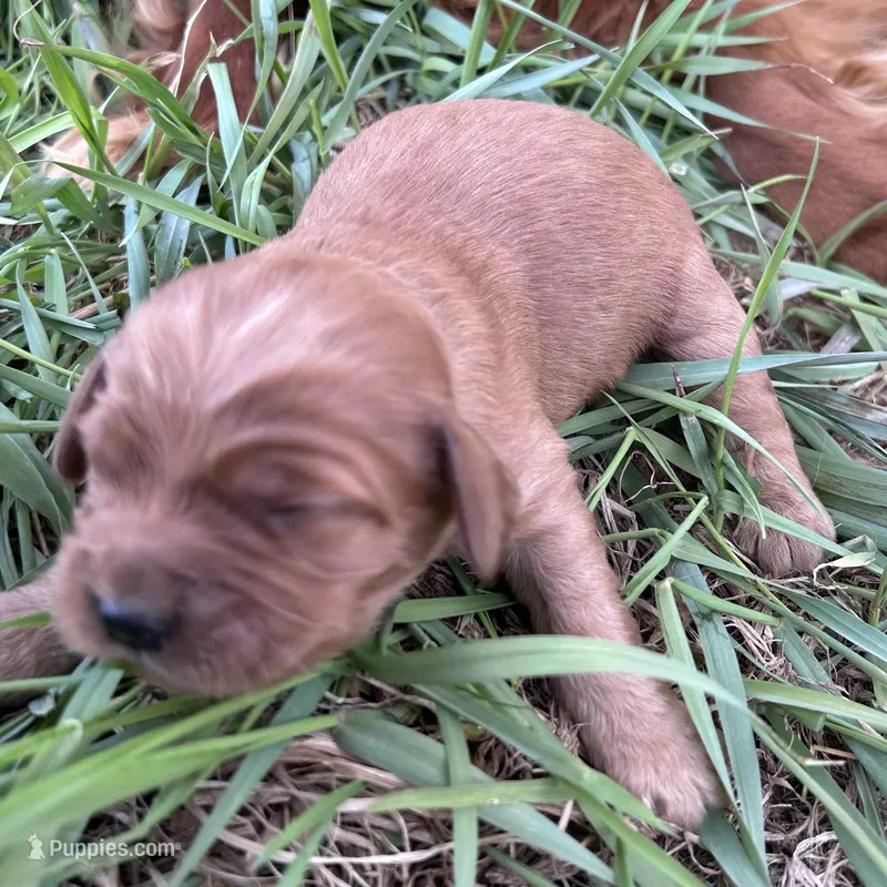 Small girl – Golden Retriever, Miniature Golden Retriever puppy for sale in Lakewood, WI