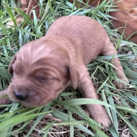 Small girl, a female Golden Retriever and Miniature Golden Retriever for sale in Lakewood, WI – 1 of 4