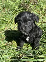 Little boy, a male Yorkshire Terrier and Morkie for sale in Lakewood, WI – 1 of 4