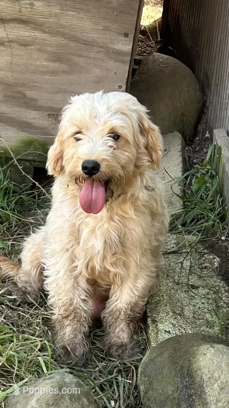 Miss wonderful – Miniature Goldendoodle puppy for sale in Lakewood, WI