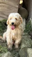 Miss wonderful, a female Miniature Goldendoodle for sale in Lakewood, WI – 1 of 2