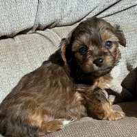 Sable boy, a male Yorkshire Terrier for sale in Lakewood, WI – Photo 1 of 4