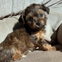 Sable boy, a male Yorkshire Terrier for sale in Lakewood, WI – Photo 2 of 4