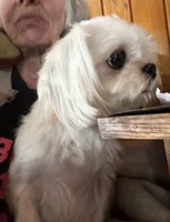 Sable boy, a male Morkie for sale in Lakewood, WI – Photo 4 of 4