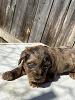 Beautiful rare tri colored red merle, a female Yorkshire Terrier and Morkie for sale in Lakewood, WI – 2 of 7