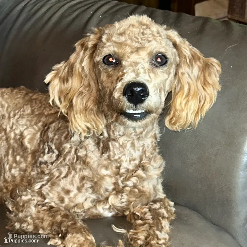 Sweetheart  Reduced – Poodle - Toy , Poodle - Miniature  puppy for sale in Lakewood, WI