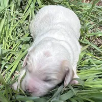 White boy, a male Golden Retriever and Miniature Golden Retriever for sale in Lakewood, WI – 2 of 4