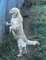 White boy, a male Golden Retriever and Miniature Golden Retriever for sale in Lakewood, WI – 4 of 4