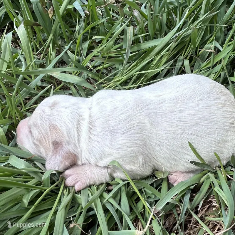 White boy – Golden Retriever, Miniature Golden Retriever puppy for sale in Lakewood, WI