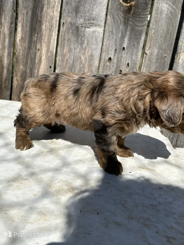 Beautiful rare tri colored red merle – Yorkshire Terrier, Morkie puppy for sale in Lakewood, WI