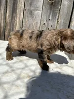 Beautiful rare tri colored red merle, a female Yorkshire Terrier and Morkie for sale in Lakewood, WI – 1 of 7