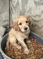 Cuddles, a female English Cream Golden Retriever and Miniature Golden Retriever for sale in Lakewood, WI – 2 of 4