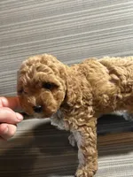 Cuddles girl, a female Cavapoo for sale in Lakewood, WI – 3 of 5