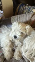 Best pup ever, a female Maltese for sale in Lakewood, WI – 2 of 2