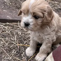 Sweet boy, a male Cavapoo and Cavalier King Charles Spaniel for sale in Lakewood, WI – 1 of 6