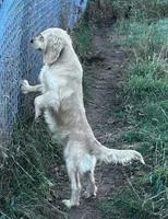 Pal, a male Miniature Golden Retriever for sale in Lakewood, WI – 4 of 5