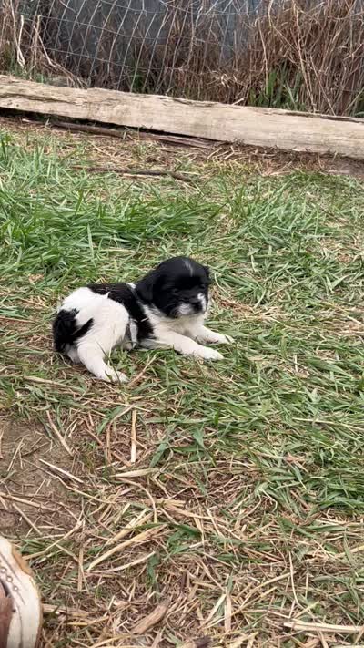 Heide, a female Cavapoo for sale in Lakewood, WI – 7 of 7
