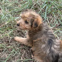  Beautiful sable girl, a female Yorkshire Terrier and Morkie for sale in Lakewood, WI – 5 of 10