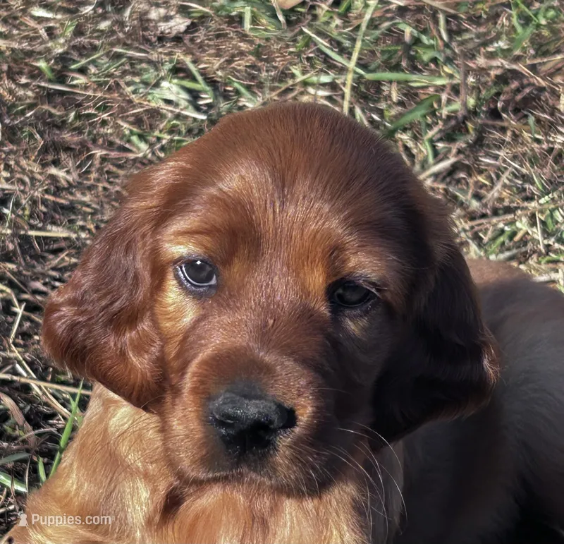 Little girl – Irish Setter puppy for sale in Lakewood, WI