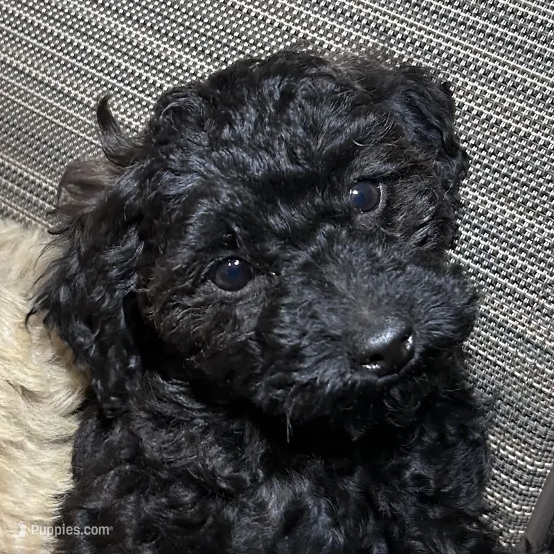 Champion pedigree  – Poodle - Toy , Poodle - Miniature  puppy for sale in Lakewood, WI