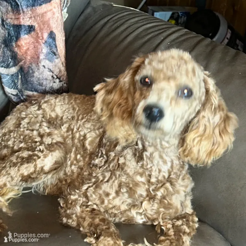 Nice boy – Poodle - Toy , Poodle - Miniature  puppy for sale in Lakewood, WI