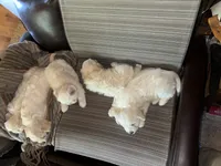 Toy size , a female English Cream Golden Retriever and Miniature Golden Retriever for sale in Lakewood, WI – 5 of 7