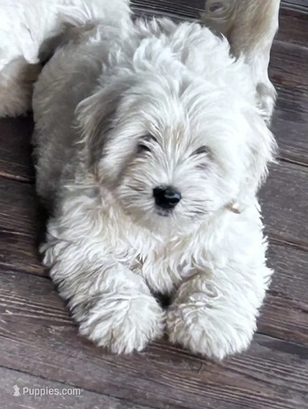 Alfonzo, a male Maltese for sale in Lakewood, WI – 1 of 2