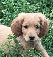 Cuddles, a female English Cream Golden Retriever and Miniature Golden Retriever for sale in Lakewood, WI – 1 of 4
