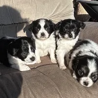 Heide, a female Cavapoo and Aussalier for sale in Lakewood, WI – 3 of 6