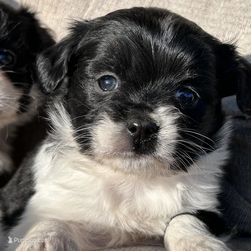 Heide – Cavapoo, Aussalier puppy for sale in Lakewood, WI