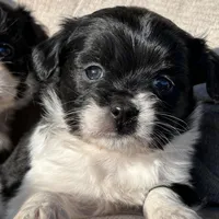 Heide, a female Cavapoo and Aussalier for sale in Lakewood, WI – 1 of 6