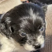 Heide, a female Cavapoo and Aussalier for sale in Lakewood, WI – 2 of 6