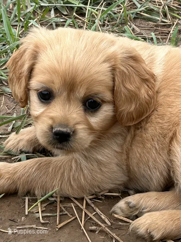Toy size – Miniature Golden Retriever puppy for sale in Lakewood, WI