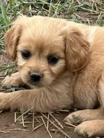 Toy size, a female Miniature Golden Retriever for sale in Lakewood, WI – 1 of 3
