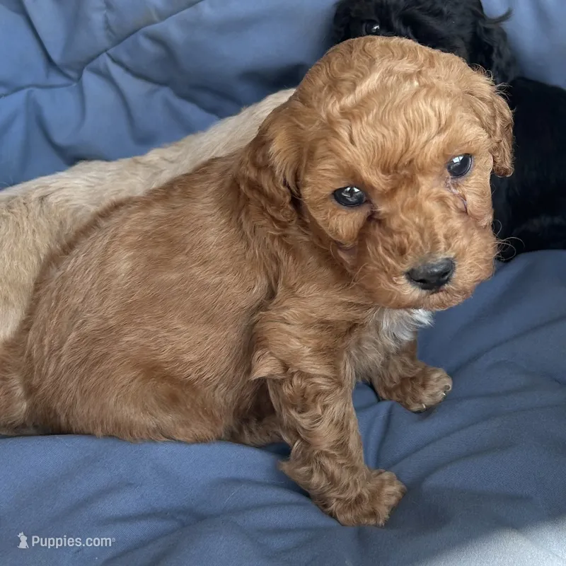 Little boy – Poodle - Toy , Poodle - Miniature  puppy for sale in Lakewood, WI